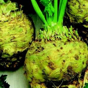 Celeriac, Large Smooth Prague