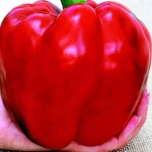 Hybrid Pepper, Red Knight X3R