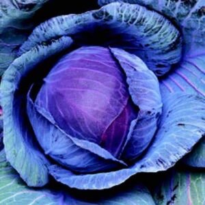 Ruby (red) Cabbage
