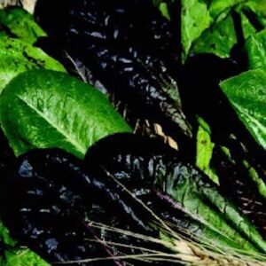 Lettuce, Tri Color Romaine Blend