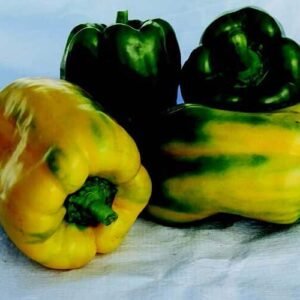 Pepper Yellow Monster